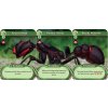 March of the Ants: Evolved Edition